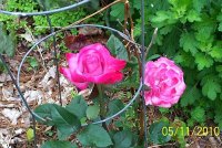 Roses pk 4.jpg