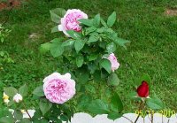 Roses pk 5.jpg
