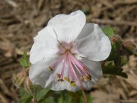 cransbill.jpg