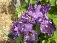 purple.jpg