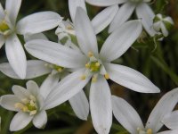 snowdrops.jpg