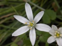 snowdrop.jpg