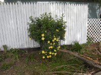 yellow.jpg