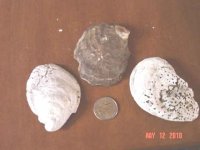 fossil-shells-2.jpg