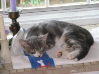 cats, Cayman 009 (2)  EM.jpg