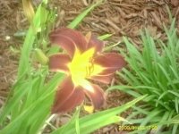 gardening016.JPG