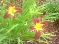 gardening015.JPG
