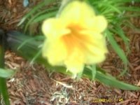 gardening002.JPG