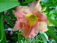 Flowers -10 003.JPG