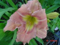 Flowers -10 004.JPG