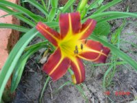 Flowers -10 009.JPG