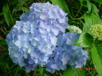 Flowers -10 008.JPG