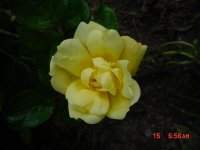 Flowers -10 010.JPG