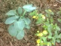 gardening013.JPG