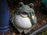 frog.jpg
