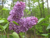 IMG_0509.jpg