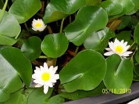 Lily- water 5.jpg