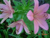 Flowers -10 001.JPG