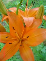 Flowers -10 002.JPG