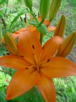 Flowers -10 003.JPG