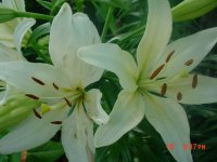 Flowers -10 007.JPG