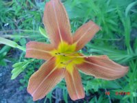 Flowers -10 008.JPG