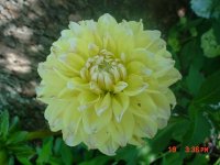 Flowers -10 005.JPG