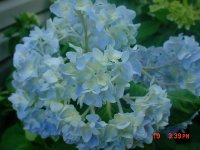 Flowers -10 009.JPG