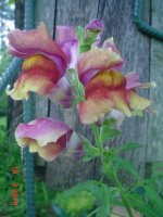 Flowers -10 010.JPG