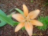 gardening004.jpg