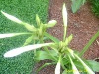 gardening005.jpg