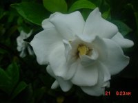 Flowers -10 003.JPG