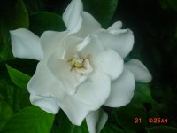 Flowers -10 004.JPG