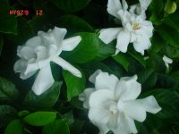 Flowers -10 005.JPG