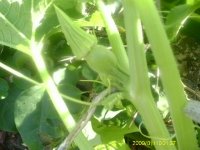 gardening010.JPG