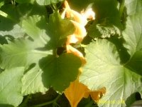 gardening001.JPG