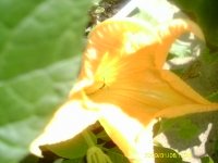 gardening002.JPG