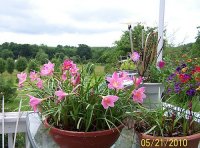 Rain Lilies 1.jpg