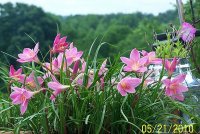Rain Lilies 6.jpg