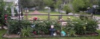 peonybed2010.jpg