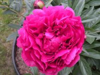 fushia.jpg