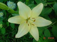 Flowers -10 001.JPG