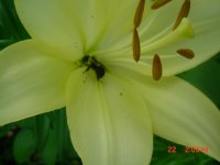 Flowers -10 002.JPG