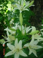 Flowers -10 003.JPG