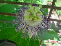 Flowers -10 004.JPG