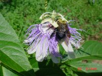 Flowers -10 005.JPG