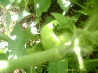 gardening004.JPG