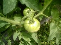 gardening005.JPG