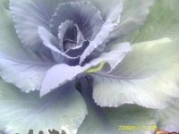 gardening007.JPG