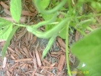 gardening009.JPG